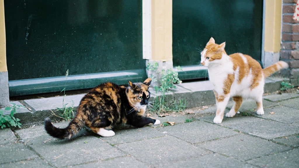 Consejos veterinarios para mejorar la convivencia en hogares con varios gatos