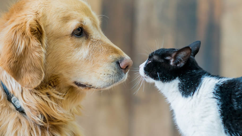 Perros y gatos: cómo presentarles si van a vivir juntos para que se lleven bien