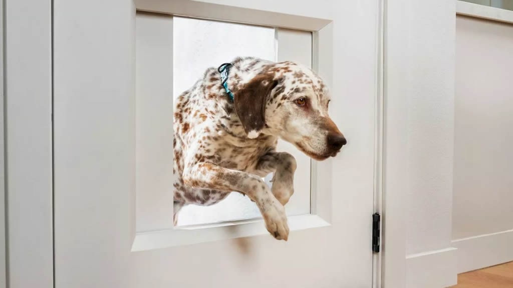 Crearon una puerta inteligente para mascotas