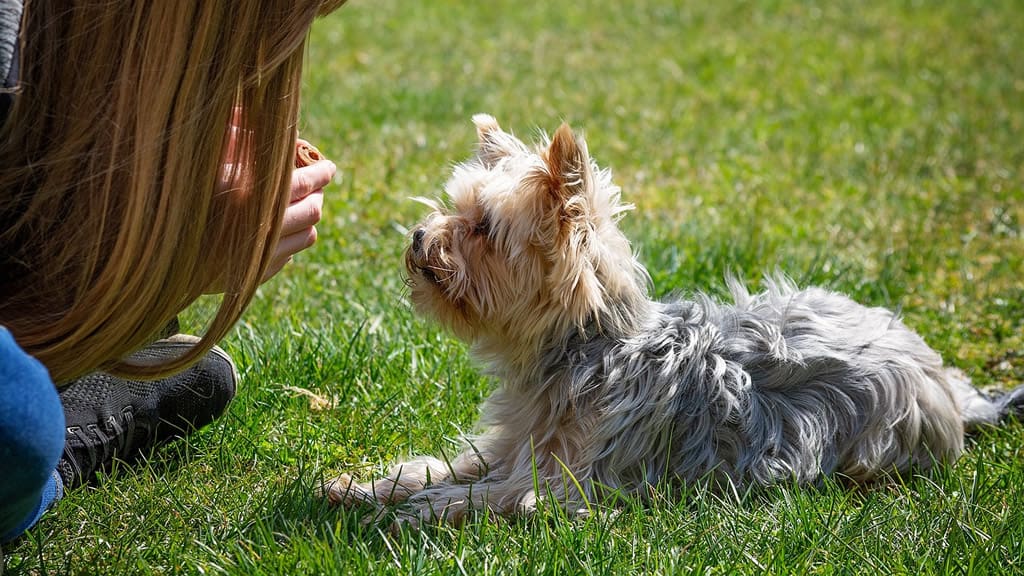 Mascotas: consejos sencillos para aprender a adiestrarlas con cariño y paciencia