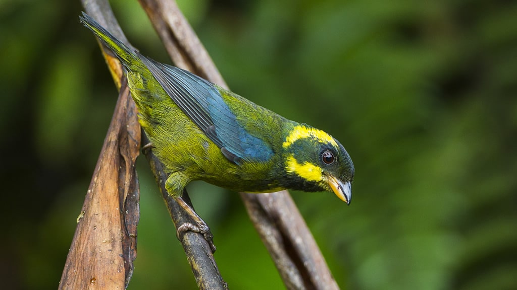 1.481 especies de aves en el mundo están en peligro de extinción