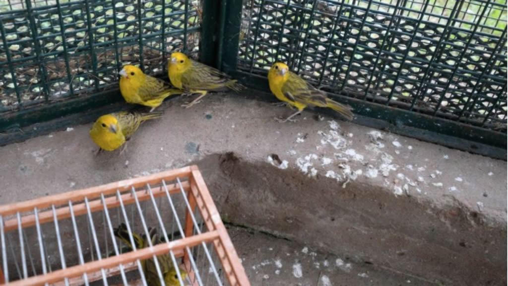 Decomisaron 425 aves que se vendían ilegalmente en Pilar y Liniers