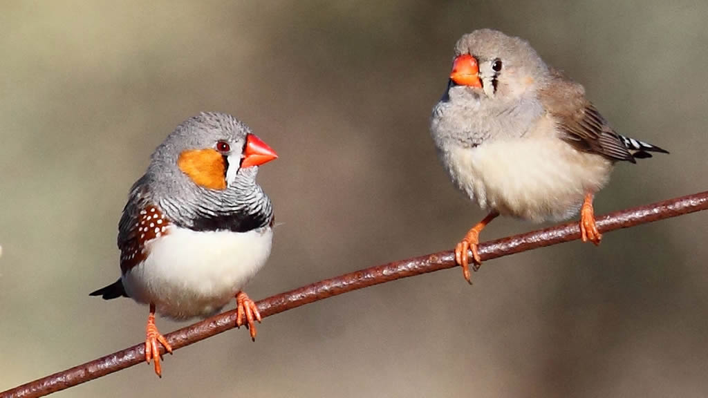 La contaminación acústica deteriora la inteligencia de los pájaros, según estudio