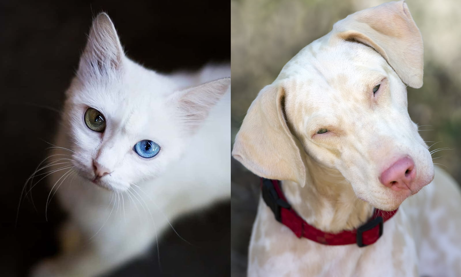 Mascotas albinas: qué riesgos hay detrás de su distintivo color blanco