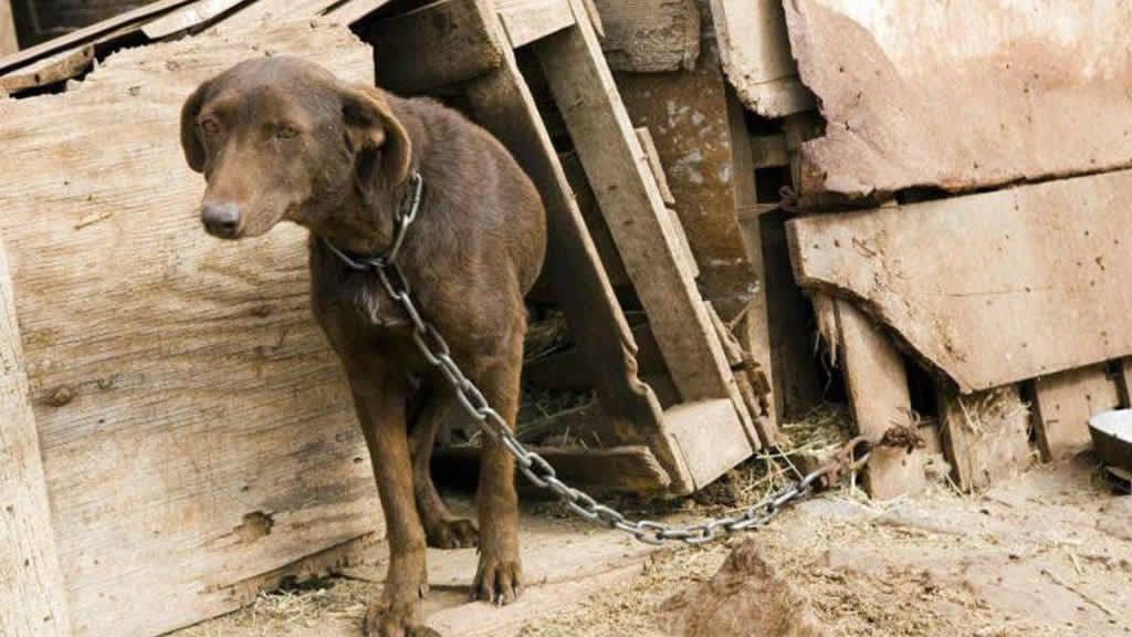 Un perro encadenado solo puede observar cómo la vida le pasa por delante
