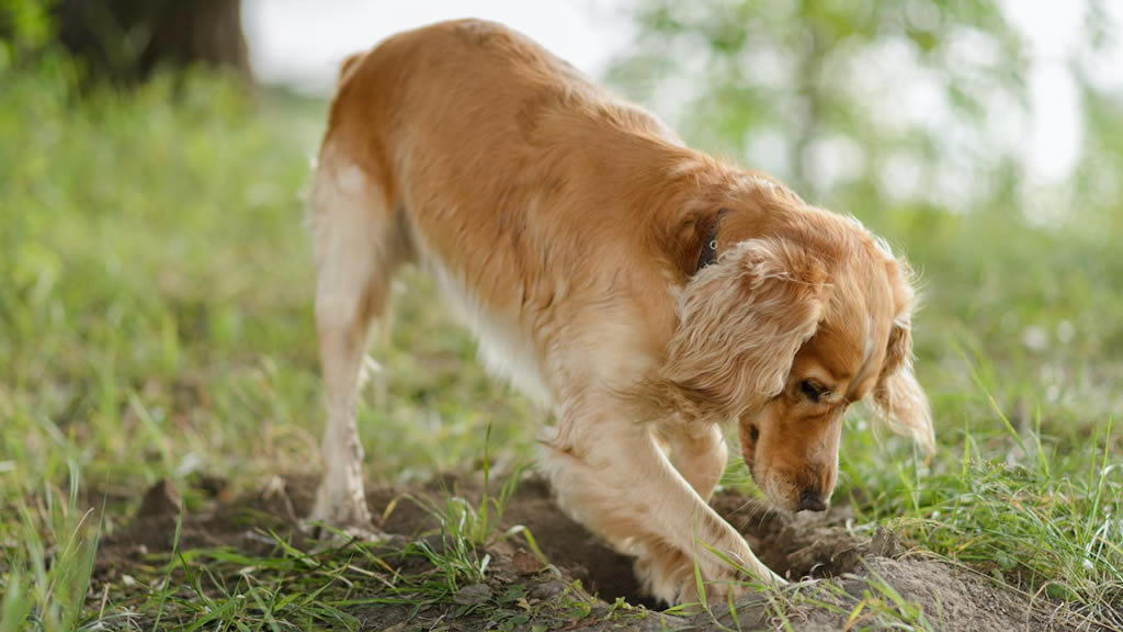 ¿Por qué los perros esconden o entierran la comida?