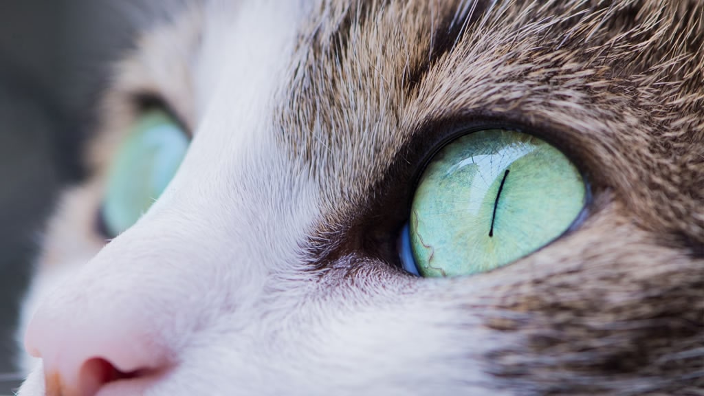 Fin del misterio: cómo es verdaderamente la visión de los gatos