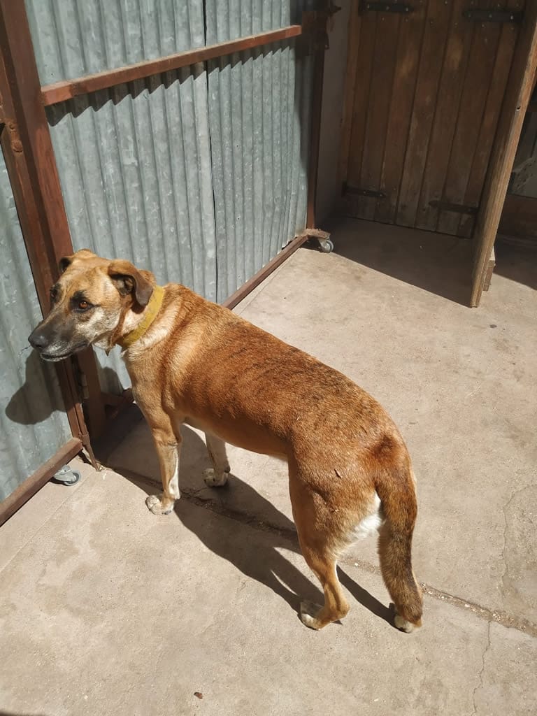 Oliva perra perdida en Santa Rosa