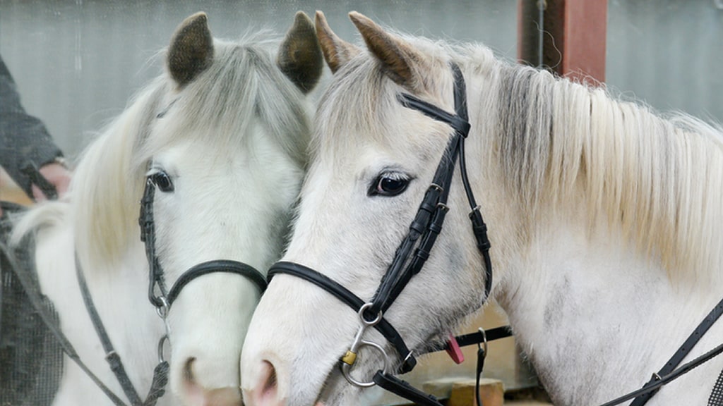 Los caballos pueden reconocerse a sí mismos al verse al espejo, revela un nuevo estudio