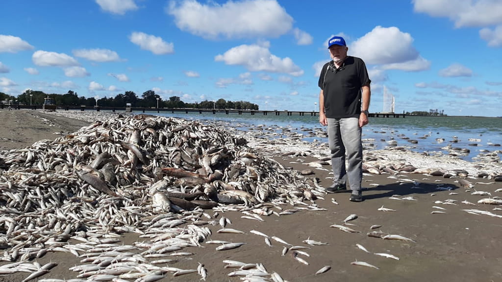 Agrotóxicos: ¿La causa de la impactante mortandad de peces en la Laguna de Gómez?