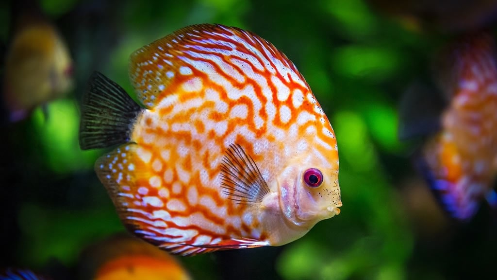Los peces sí sentirían dolor: científicos enfrentan una postura tradicional
