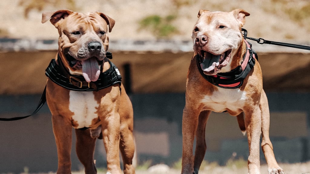 La Plata: obligan a registrar a perros de caza y de razas potencialmente peligrosas
