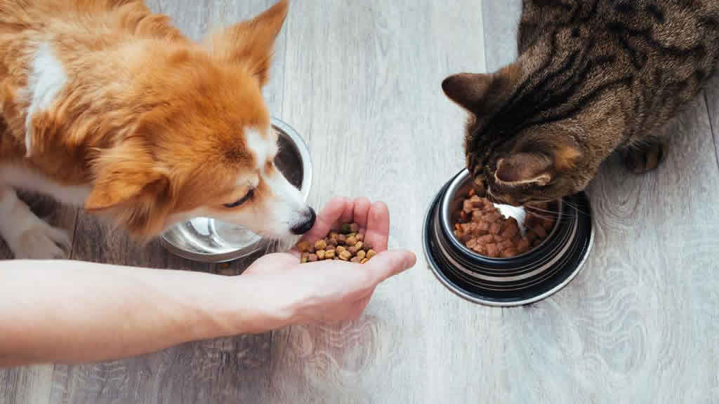 Estos son los 10 alimentos más peligrosos para perros y gatos