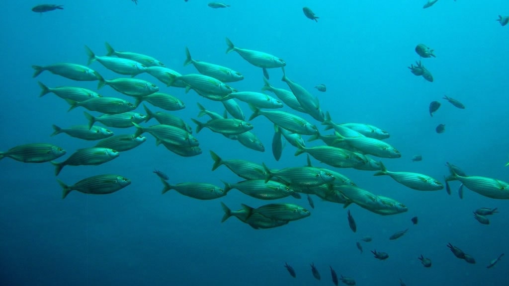 El calentamiento global cambia los hábitos y hábitats de los peces