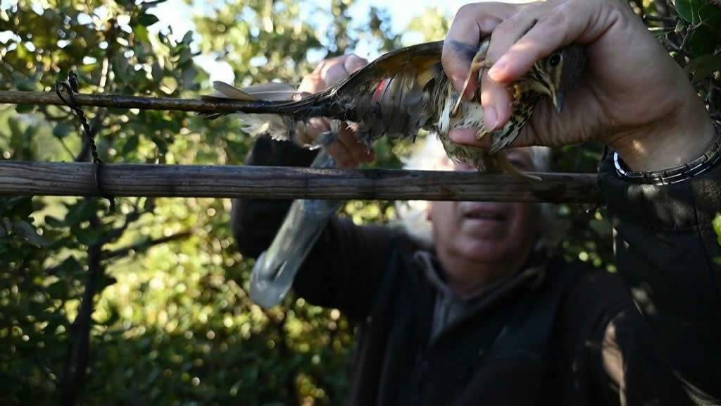 Francia declara ilegal caza de aves utilizando pegamento