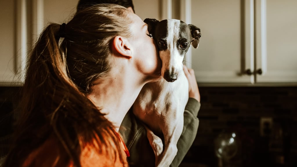 Adoptar galgos: consejos para tener un perro de esta raza