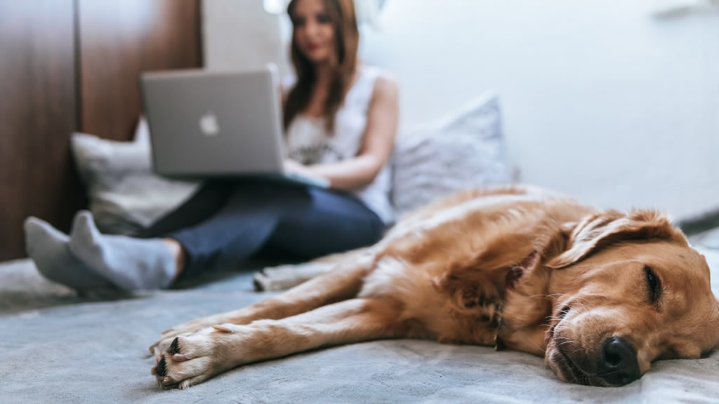 Recaudar dinero para mascotas con Gofundme: la guía definitiva