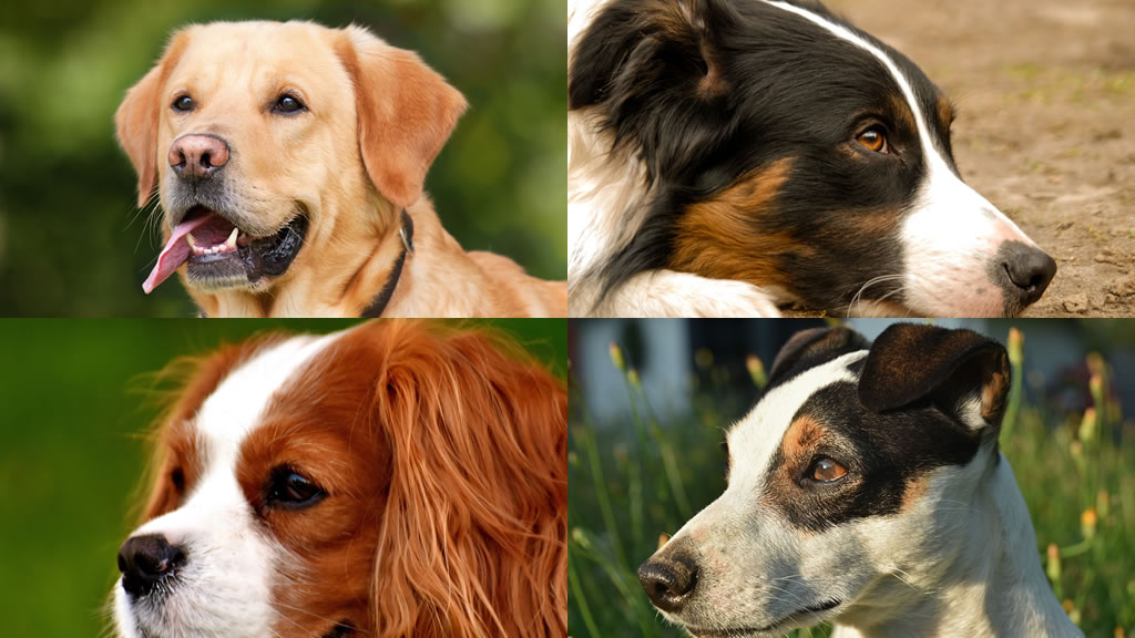 Las 10 razas de perros que más ansiedad sufren si se quedan solos