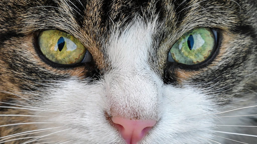 ¿Por qué los gatos tienen las pupilas verticales?