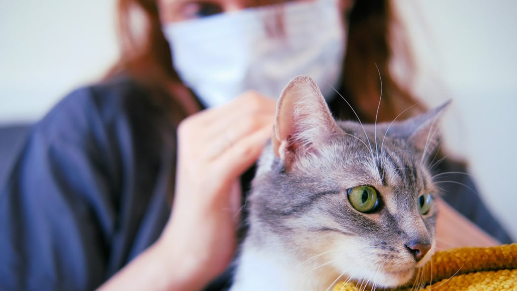 Los gatos son más propensos que los perros a contagiarse de coronavirus