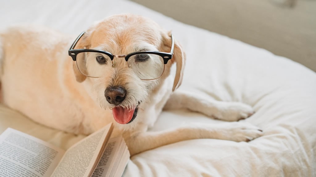 Expertos explican cuántas palabras entienden los perros, según un estudio