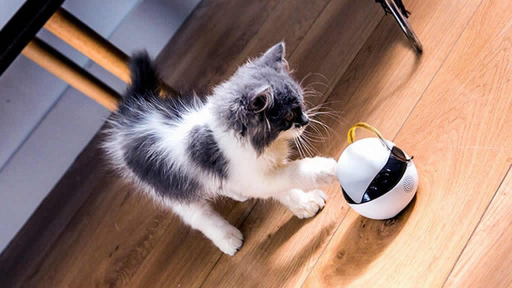 Juguetes y artefactos tecnológicos para gatos: ¿son recomendables?