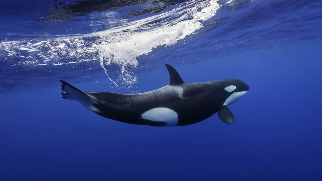 Una orca que lleva más de 40 años en cautiverio fue filmada dando cabezazos contra el vidrio