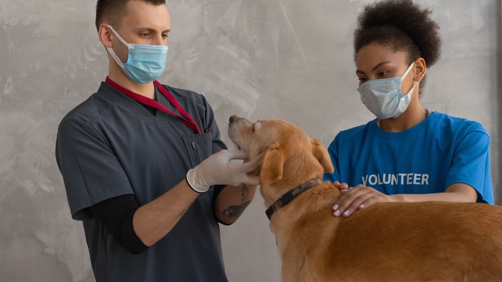 Llamado de conciencia ante enfermedades transmisibles por mascotas