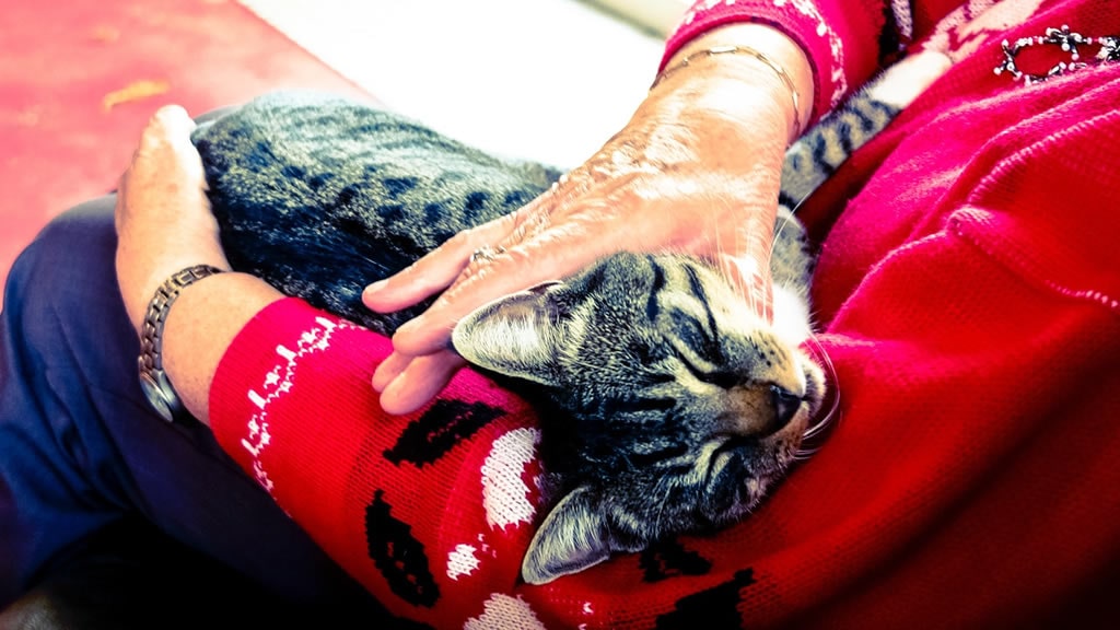 España: Nace una iniciativa solidaria para ayudar a personas mayores y evitar el abandono de gatos