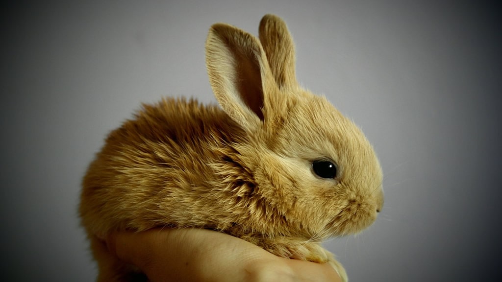 10 cosas que no sabías de los conejos