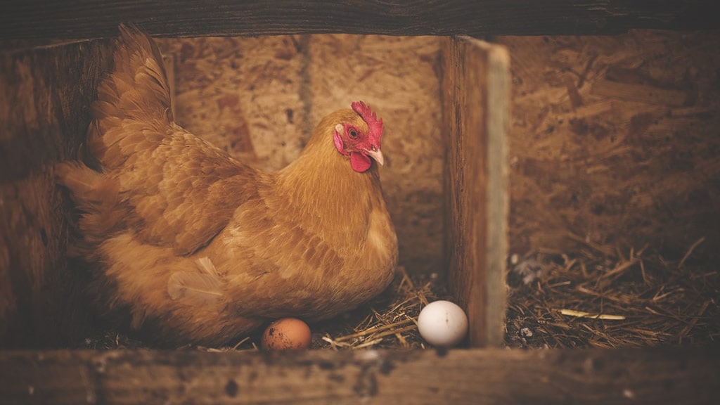 Estamos dejando de comer huevos de gallinas enjauladas: cuando el consumidor cambia la industria