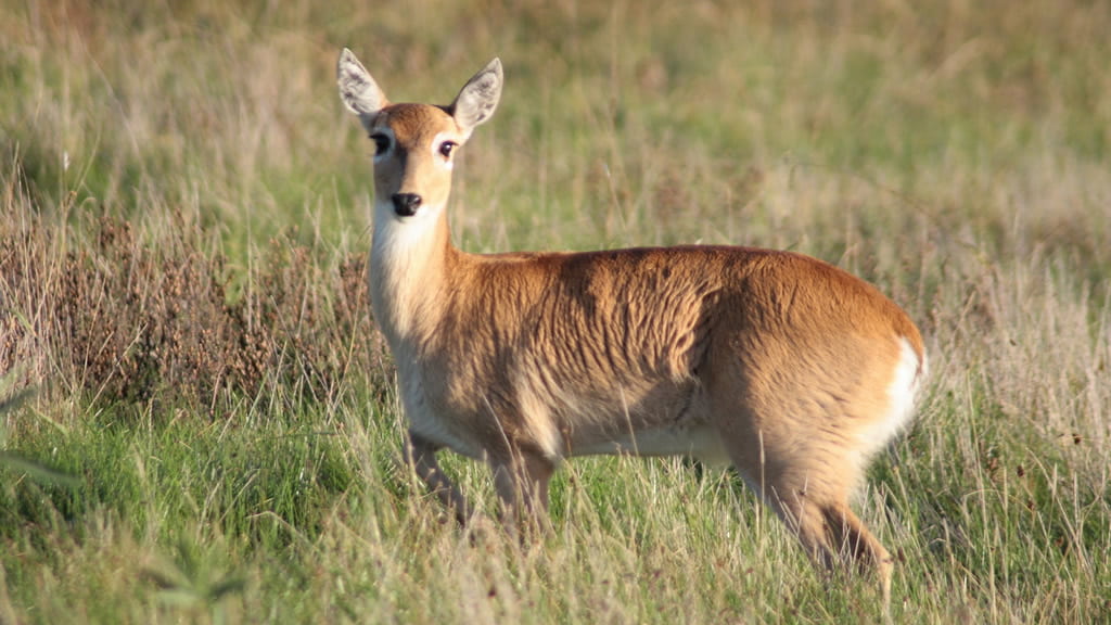 Este es el listado de los 16 animales “en peligro” en La Pampa