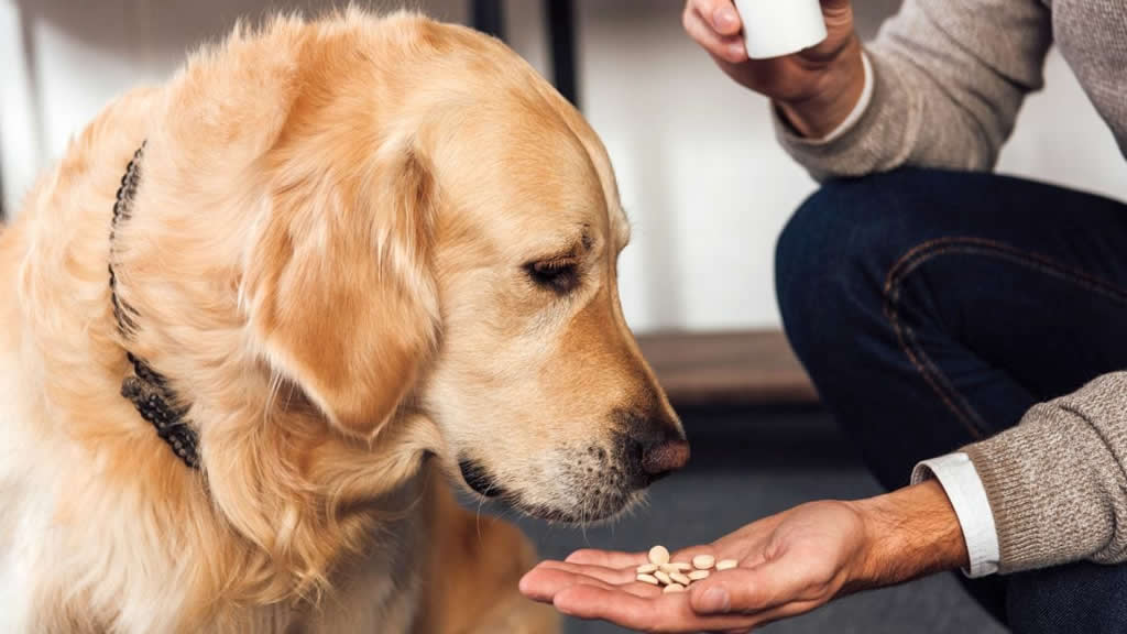 Advierten de que las resistencias a antibióticos en mascotas están en aumento