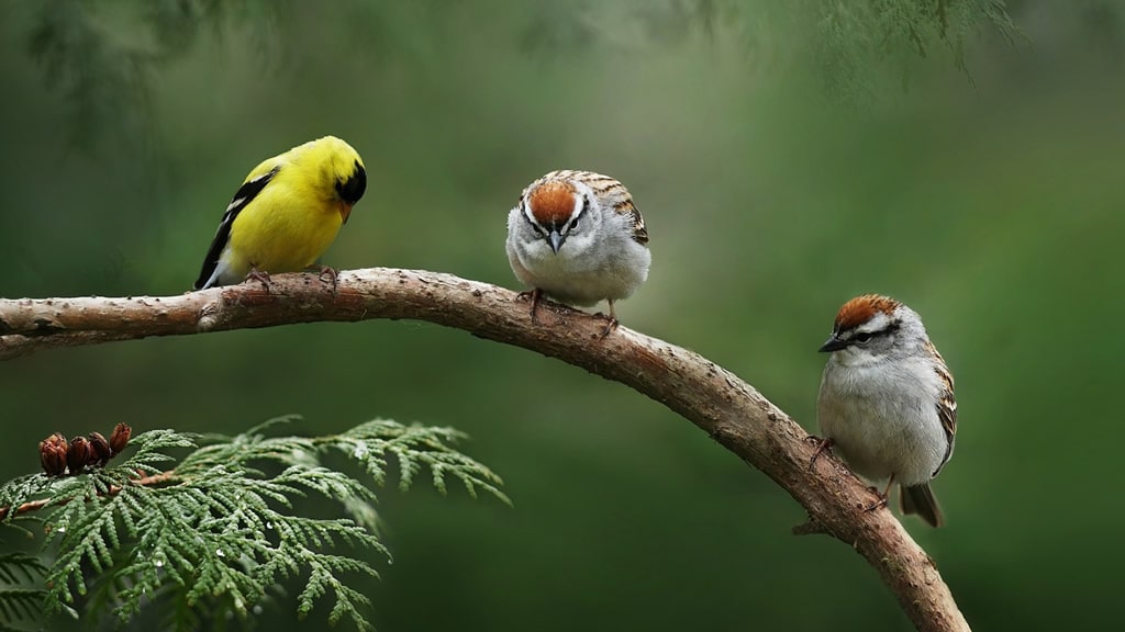 Por qué las aves tienen distintos colores