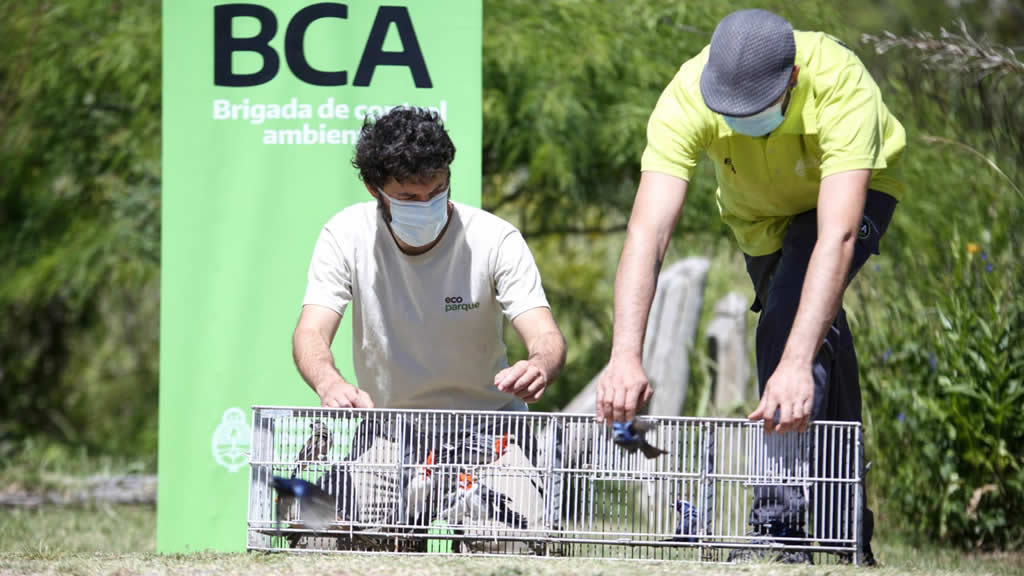 Se liberaron aves rescatadas del comercio ilegal de fauna