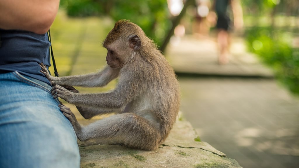 El peligroso hábito de tener monos como mascotas en América Latina