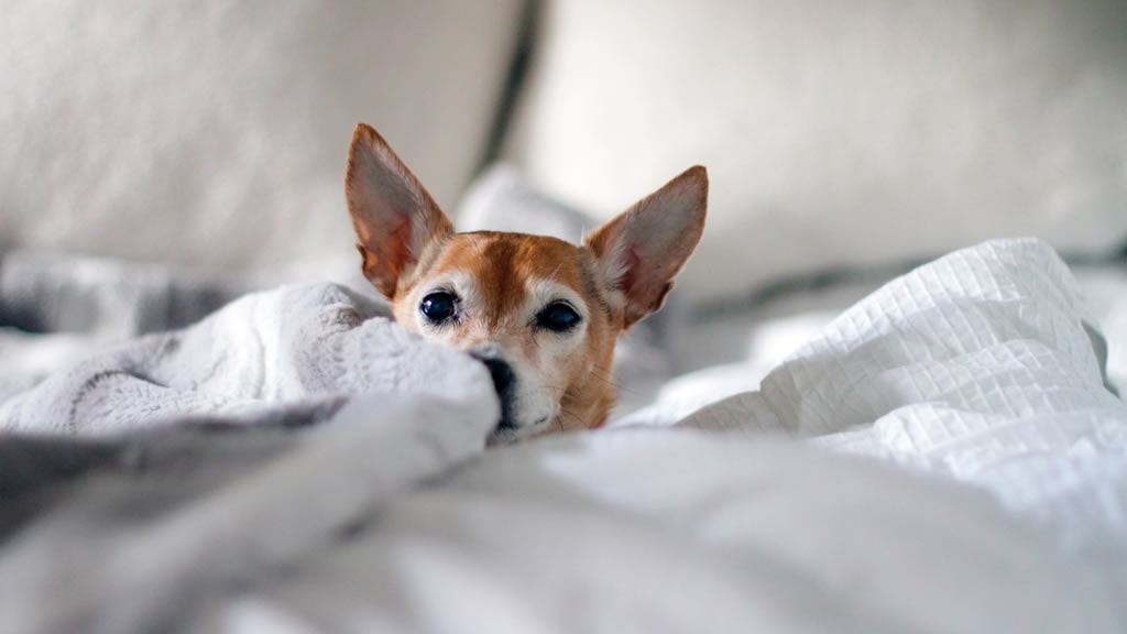Identifica si hay pulgas en tu cama por dormir con tus mascotas