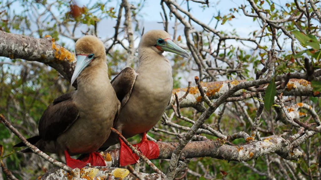 En las islas Galápagos aves ingieren plásticos