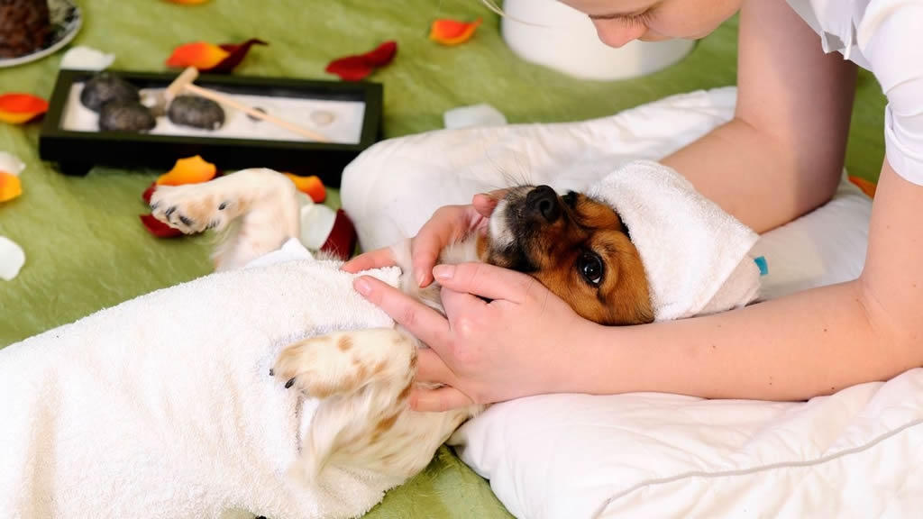 La terapia bioenergética, otra opción para las mascotas enfermas