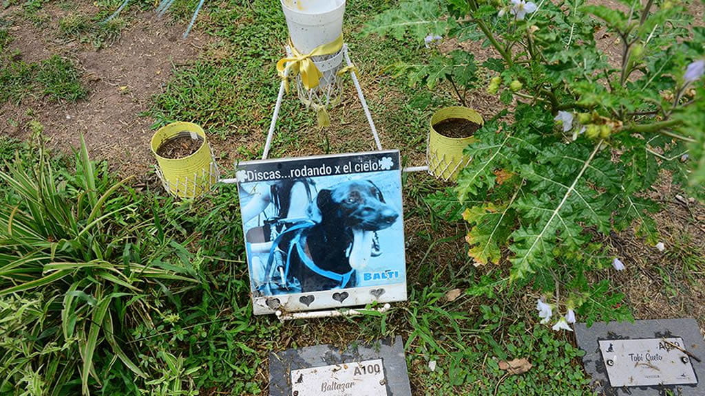 Alta Gracia anunció la creación de un “Cementerio de Mascotas”