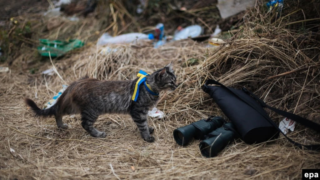 ¿Qué pasa con las mascotas de los ucranianos que huyen de sus casas por la invasión de Rusia?
