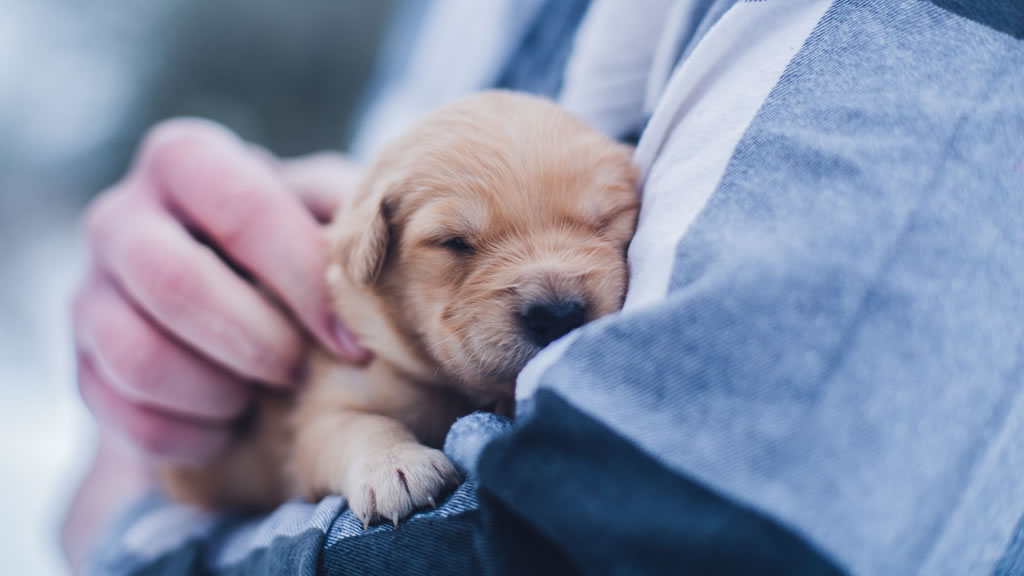 ¿Es malo tocar a los cachorros recién nacidos?