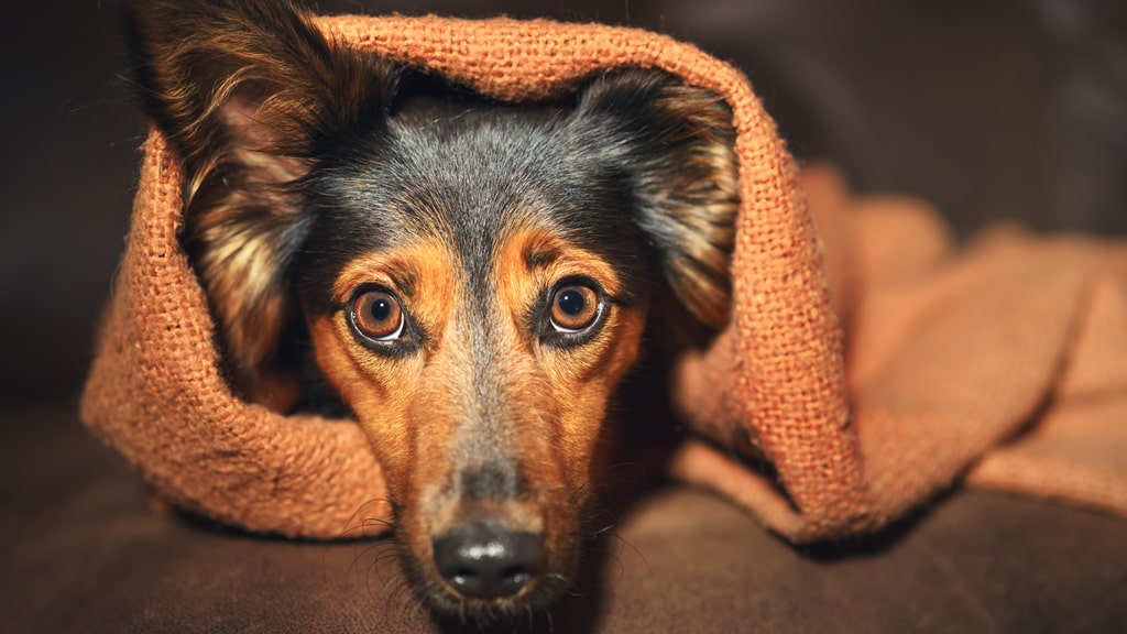 5 claves para saber cuándo tu perro está estresado