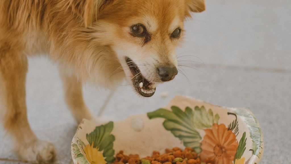 “No me toquen la comida”: qué hacer cuando el perro gruñe a quienes se acercan a su plato