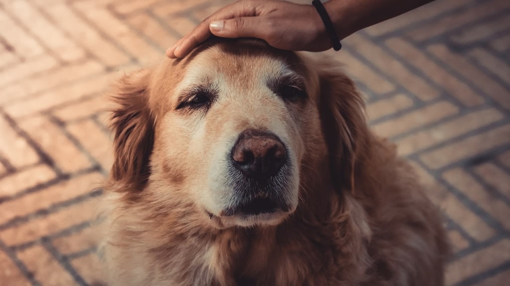 Alzhéimer canino, el mal que afecta la agudeza mental de los perros