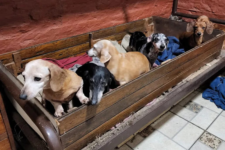 Récord de solicitudes para adoptar a los 55 perros salchicha rescatados de un criadero ilegal