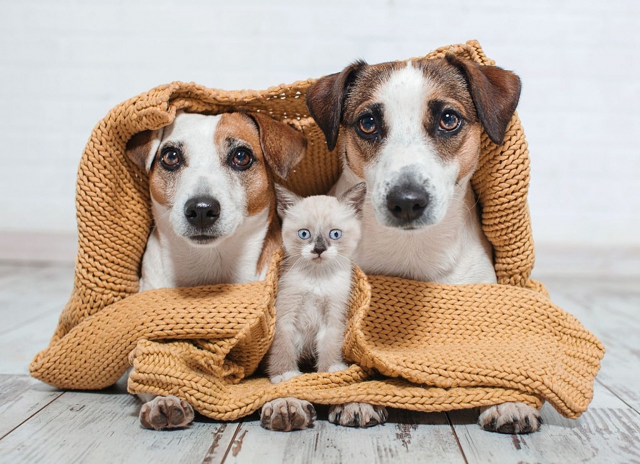 ¿Cómo proteger del frío a tus mascotas? Las recomendaciones