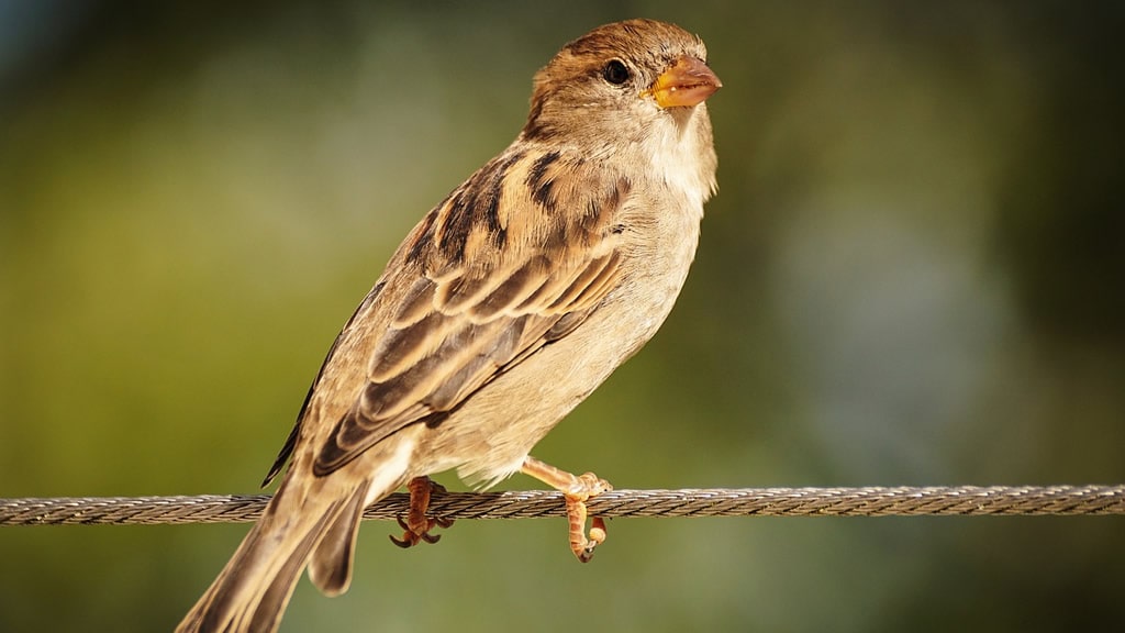 Las aves podrían perder características que las diferencian de otras especies