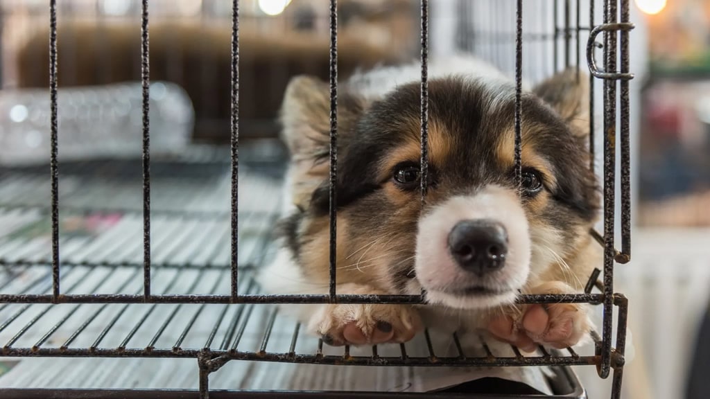 Criaderos de perros clandestinos: la triste capacidad de lucrar con los animales