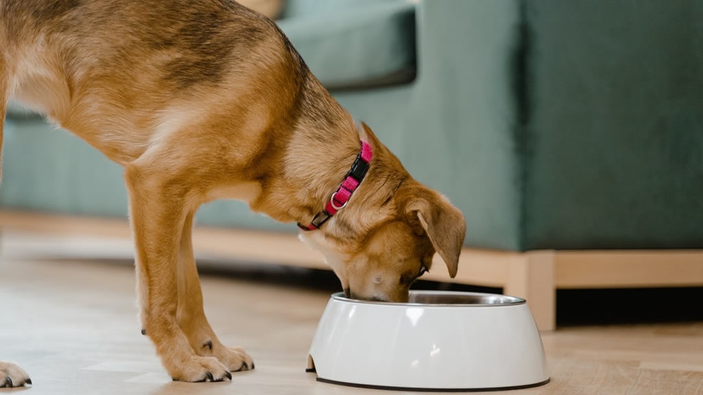 Cómo afectan los cambios en la dieta a la microbiota intestinal de los perros